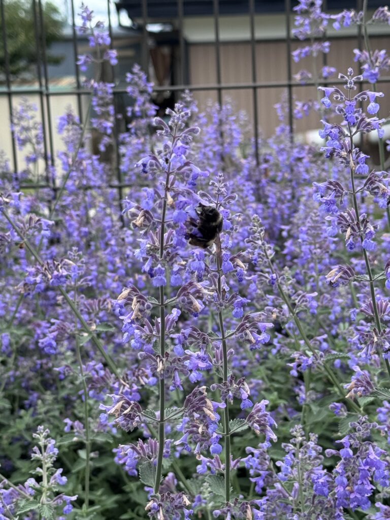 クマバチの画像